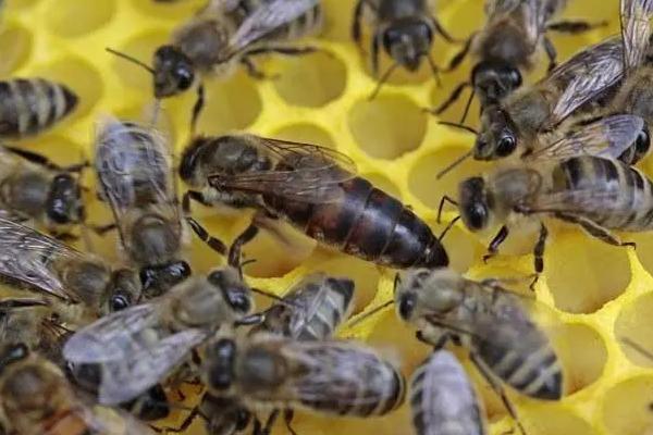 蜂王和工蜂的区别，体型、分工和寿命均不同