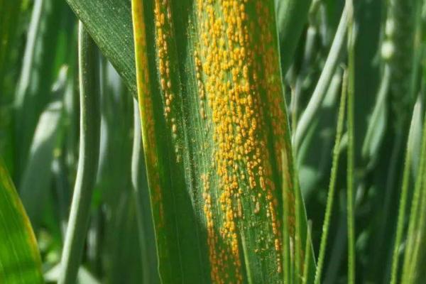 小麦锈病发生原因及防治方法，偏施氮肥容易增加发病几率