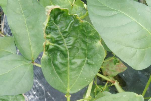 豆角苗卷叶子的原因，药害和虫害都会导致