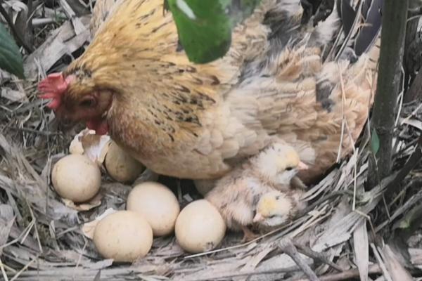 孵小鸡的是公鸡还是母鸡，母鸡在孵蛋前会产生抱窝现象