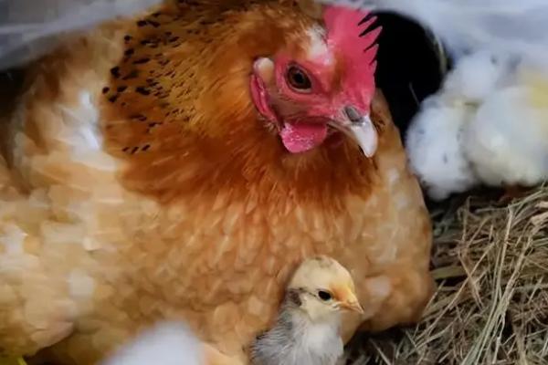 孵小鸡的是公鸡还是母鸡，母鸡在孵蛋前会产生抱窝现象