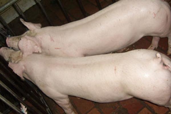 二元母猪几个月开始发情，3-4个月是第一阶段的发情