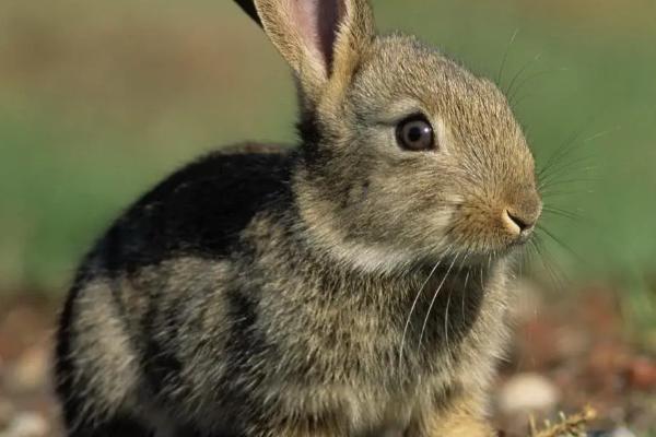 兔子无法站立是否还有救，在具有呼吸和心跳的情况下依然能抢救