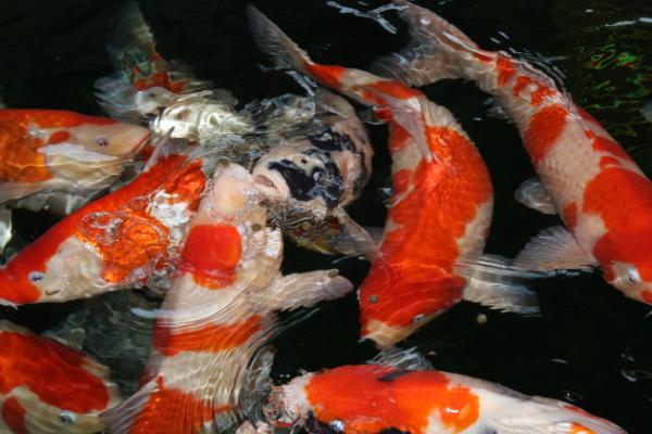 锦鲤能够和哪些鱼类混养，金鱼、麦穗鱼等鱼种可供选择