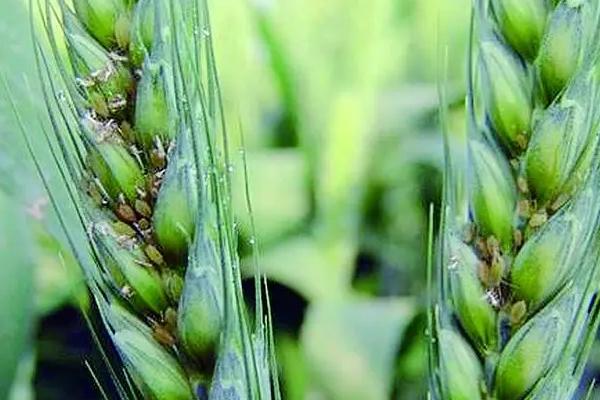 小麦蚜虫何时发生，最开始在小麦拔节孕穗期出现