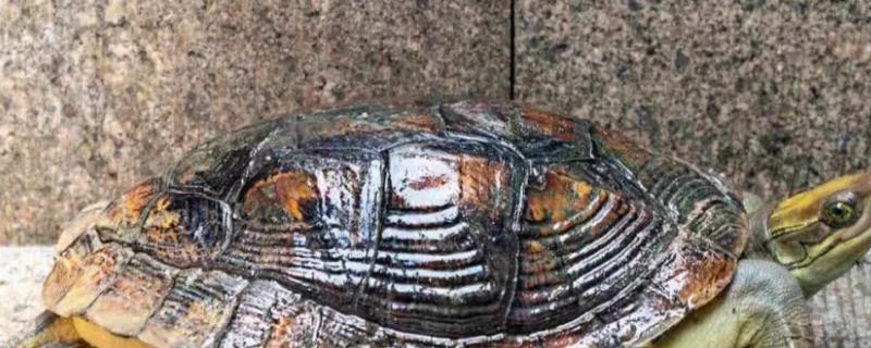 潘氏闭壳龟的体型，长度多为13-15厘米左右