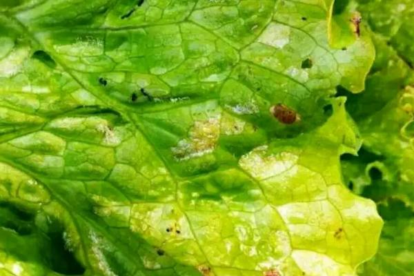 蔬菜霜霉病的不同区别，叶片上会出现不同颜色的霉层