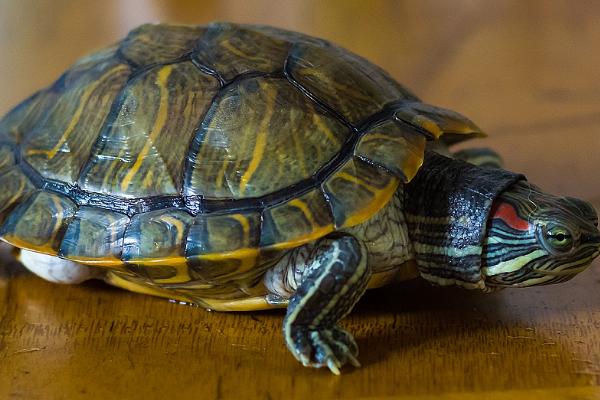 土霉素可以治疗乌龟哪些疾病，肠炎、感冒等疾病均可使用土霉素