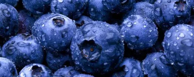 蓝莓防虫方法，可人工捕杀或喷洒药剂