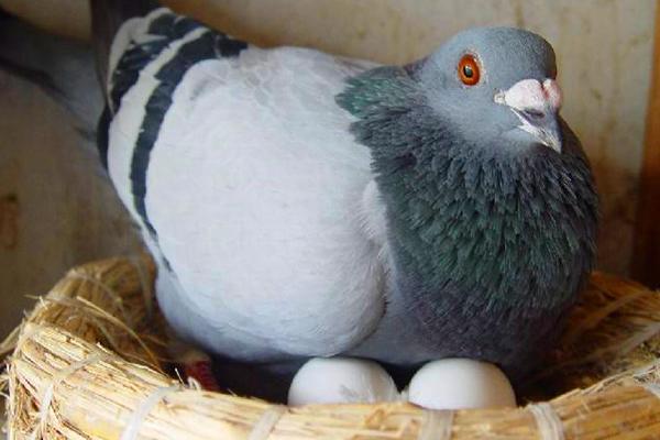 鸽子何时产蛋，交配后经过10-15天即可生产