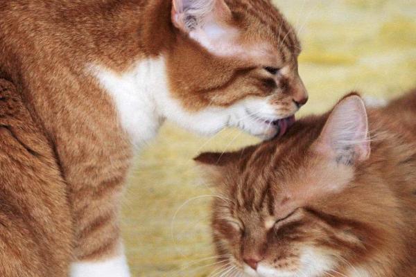 猫给另外一只猫舔毛代表什么，可能是在标记气味或宣誓主权
