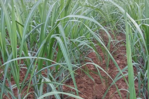 甘蔗的种植管理技术，确保全苗可获得高产