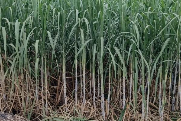 甘蔗的种植管理技术，确保全苗可获得高产