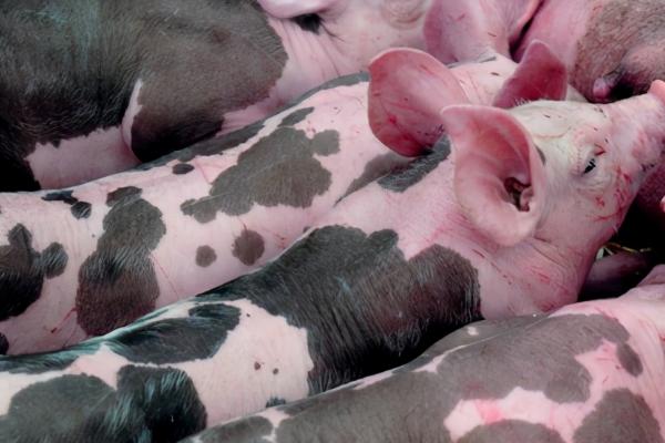 如何增加母猪的产仔数量，关键是要选择纯良的品种