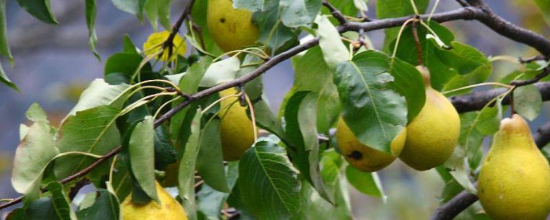 梨树早期落叶的原因，药剂施用不合理会导致