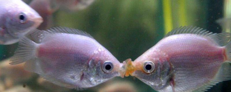 接吻鱼是什么鱼，属于杂食性的鱼类