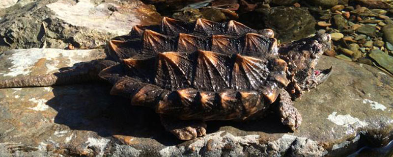 小鳄龟为什么会脱皮，发育期间每年均会正常脱一次皮