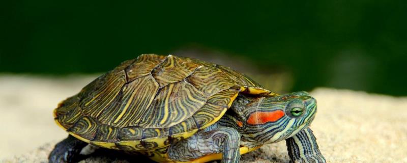 乌龟是否要一直泡在水中，主要取决于它们的品种