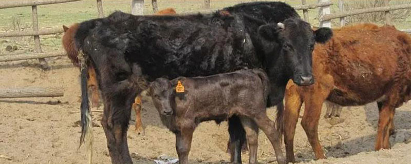 母牛怀孕七个月乳房有何变化，会有明显的膨胀