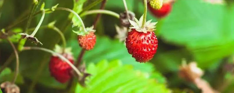 野草莓的移栽方法，栽种时根系要平展埋入土层中