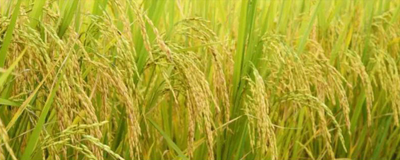 如何避免早稻烂秧，低温天气要注意灌水护芽
