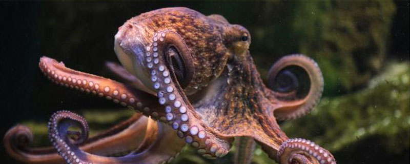 海里的章鱼有几条触手，数量一般为8条