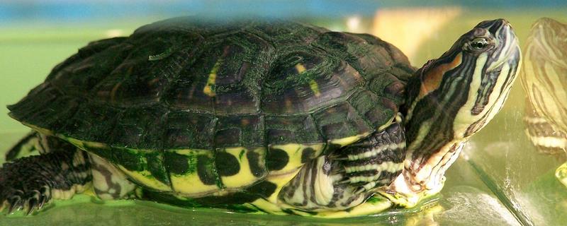 巴西龟是否一定有红耳朵，不一定有红耳但可能是黄色或橙色