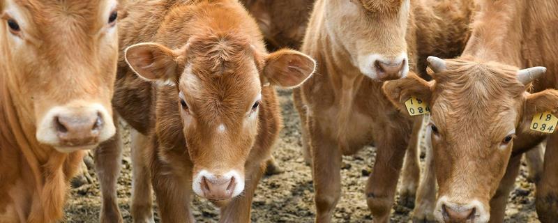 母牛超过预产期多少天属于正常情况，不超过7天属于正常
