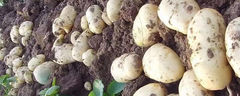 马铃薯施肥方法，施肥原则为基肥为主、追肥为辅