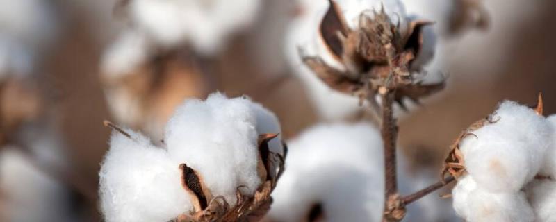 棉花轻简化栽培技术，可选中早熟棉花品种