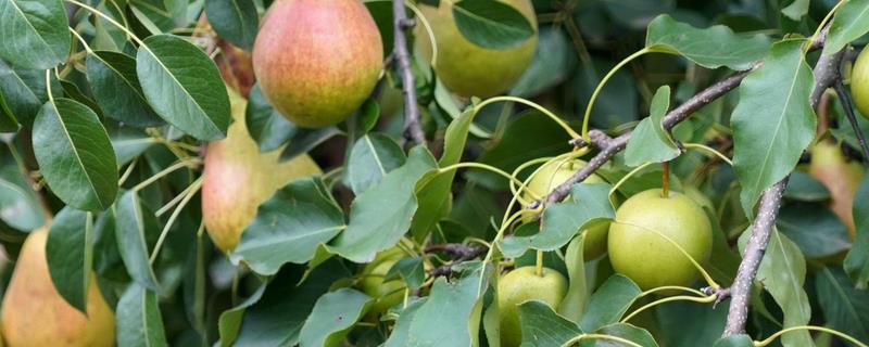 梨树病虫害的防治方法，需对症下药