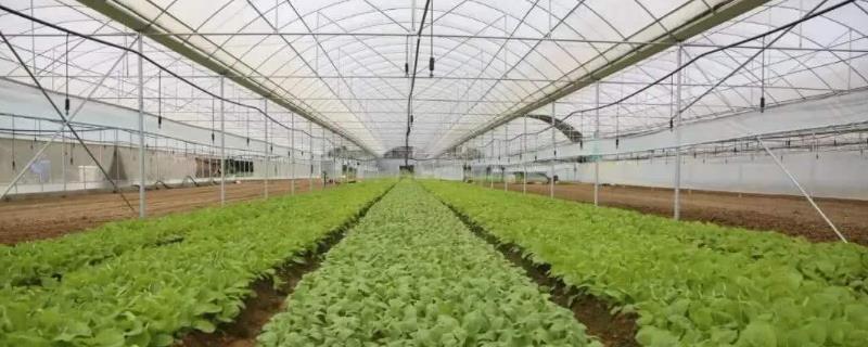 大棚栽培蔬菜与露地栽培蔬菜的区别，前者温差和湿度更大