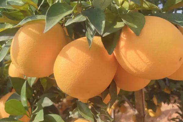 2019年赣南脐橙上市时间，一般在11月份采摘上市