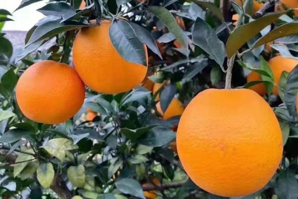 2019年赣南脐橙上市时间，一般在11月份采摘上市