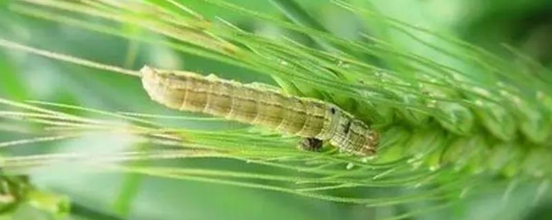 如何防治小麦粘虫，成虫发生期可用杀虫灯