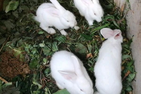 怎么养幼兔，不可喂食淀粉类食物