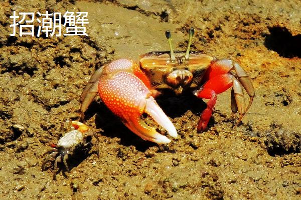 为什么螃蟹腿会自行折断，原因是具有自切习性