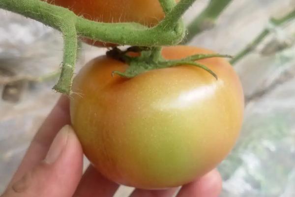 西红柿何时才能采摘，果实红透后即可收获