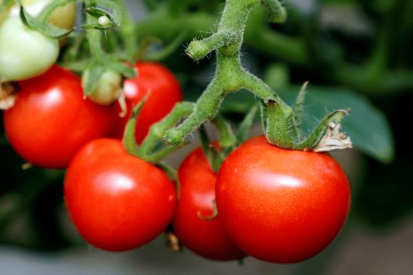 西红柿何时才能采摘，果实红透后即可收获