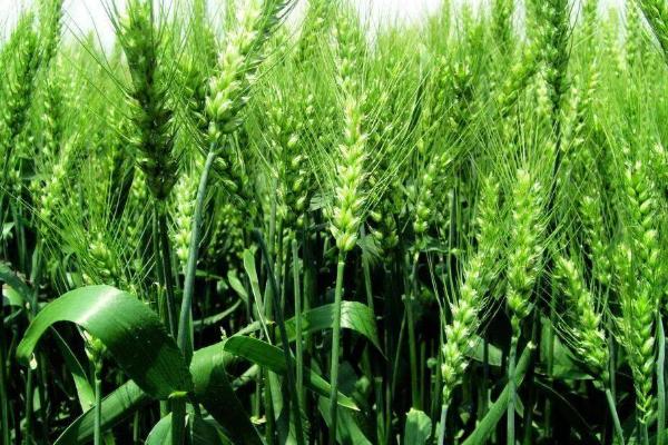 如何选用旱地小麦品种，以耐旱稳产性为主