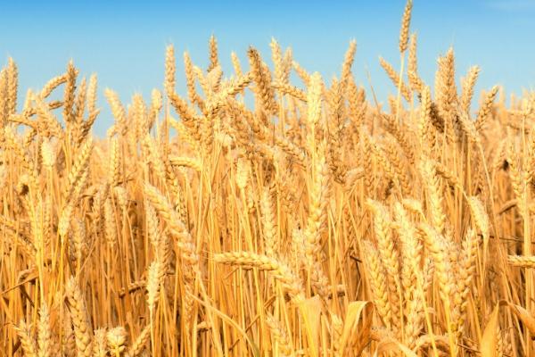 如何选用旱地小麦品种，以耐旱稳产性为主