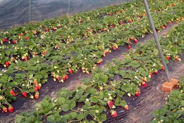 2023年在大棚内种草莓能否赚钱，种植得当一般具有可观利润