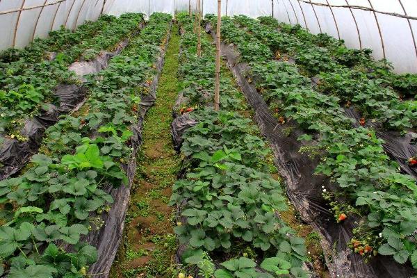 2023年在大棚内种草莓能否赚钱，种植得当一般具有可观利润
