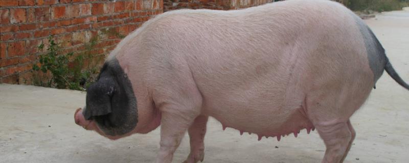 猪一般有多重，成年后体重通常可达到300-500斤左右