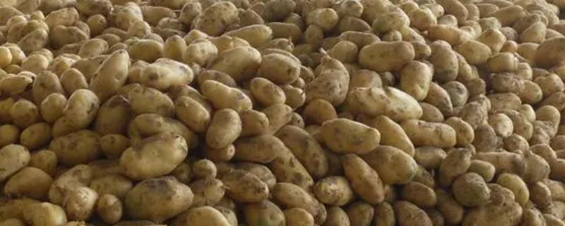 如何对土豆催芽，种薯和细沙要分层放置