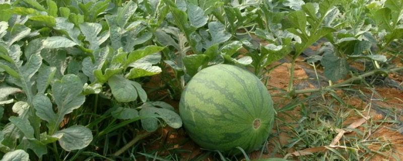 西瓜的种植技术，种之前种子需要浸种处理