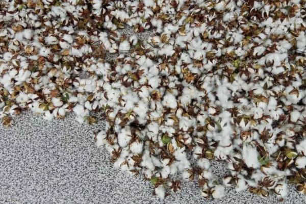 高产棉花种子怎么挑选，瘪籽和光籽要注意剔除