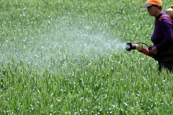 中稻如何防治高温热害，田间保持适宜水层可减轻高温影响