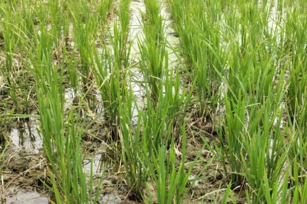 水稻坐蔸综合防治方法，可实行浅水插秧并控制施肥比例