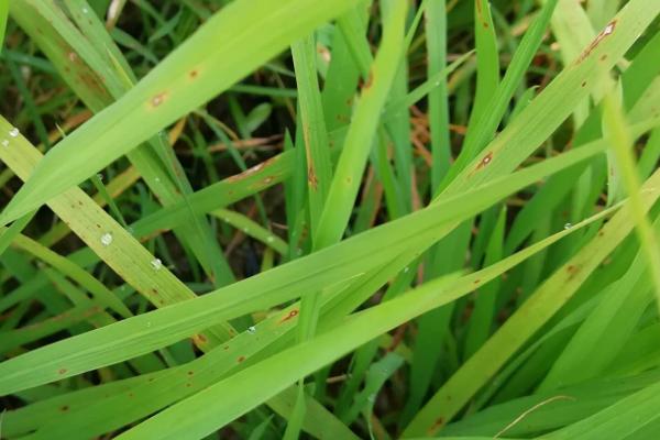 水稻坐蔸综合防治方法，可实行浅水插秧并控制施肥比例